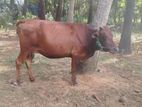 Milk cow