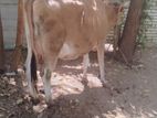 Milk cow