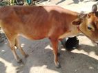 milk cow