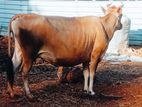 Milk Cow
