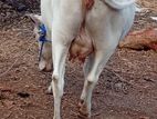Milk Cow