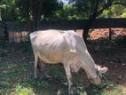Milk cow