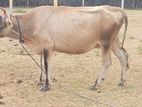 Milk Cow