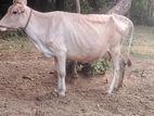 Milk cow