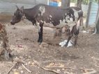Milk Cow