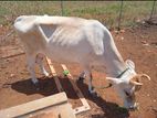 Milk cow