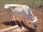 Milk Cow