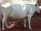 Milk Cow