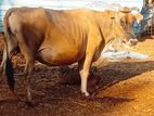 Milk Cow