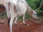 Milk Cow