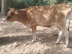 Milk Cow
