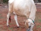 Milk Cow