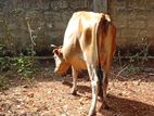 Milk Cow