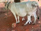 Milk Cow
