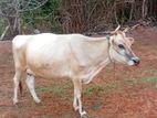 Milk cow