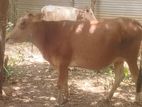 Milk cow