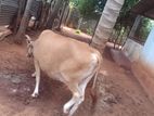 Milk Cow