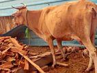 Milk Cow