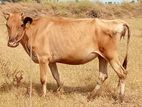 Milk Cow