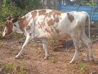 Milk Cow