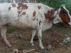 Milk Cow