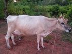Milk Cow