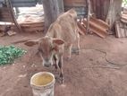 Milk Cow