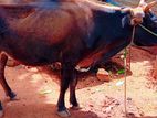 Milk Cow