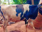 Milk Cow