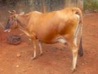 Milk Cow