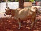 milk cow