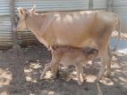 Milk cow