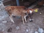milk cow