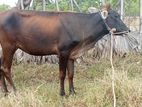 Milk Cow