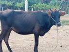 Milk Cow