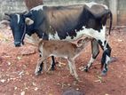 Milk Cow