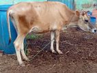 Milk Cow