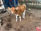 Milk Cow