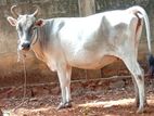Milk Cow