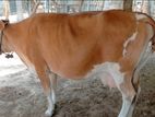 Milk Cow