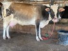 Milk Cow