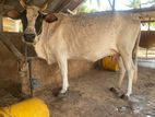 Milk Cow