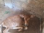 Milk Cow