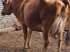 Milk Cow