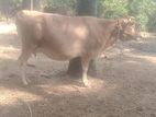 Milk Cow