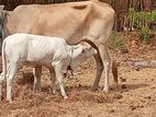 Milk Cow