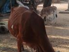 Milk Cow