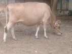 Milk Cow