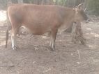 Milk Cow