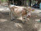 Milk Cow
